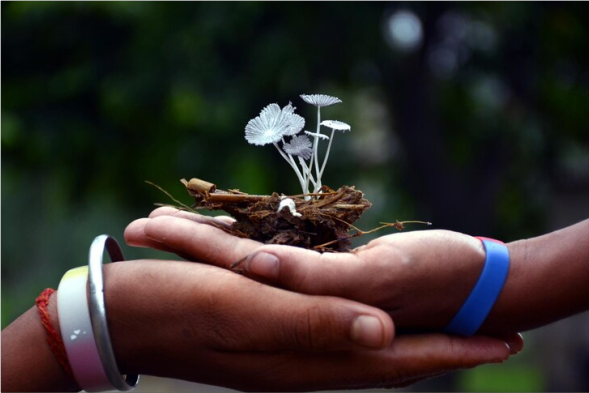 Ecosystem Preservation